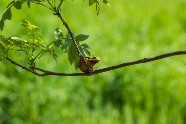 Hyla arborea - Rana verde sobre un tallo. El fondo es verde. La foto tiene un bonito bokeh. Fotografía salvaje - Foto, Imagen