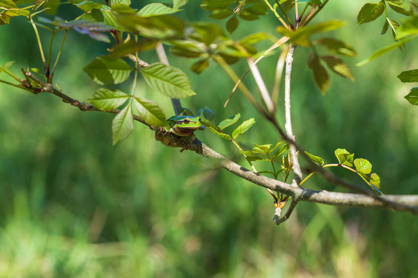 Hyla arborea - Rana verde sobre un tallo. El fondo es verde. La foto tiene un bonito bokeh. Fotografía salvaje - Foto, Imagen