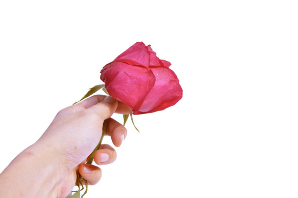 Rose in isolate background for valentine day - Foto, Imagen