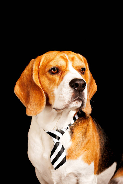 Beagle zdjęcie portretowe psa, fotografia w studiu zoologicznym  - Zdjęcie, obraz