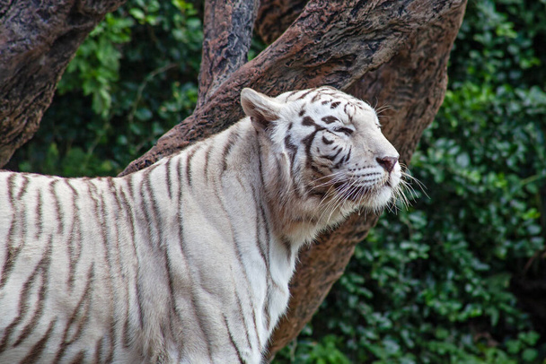 Tigre blanco en el zoológico en la isla de Tenerife, España - Foto, Imagen