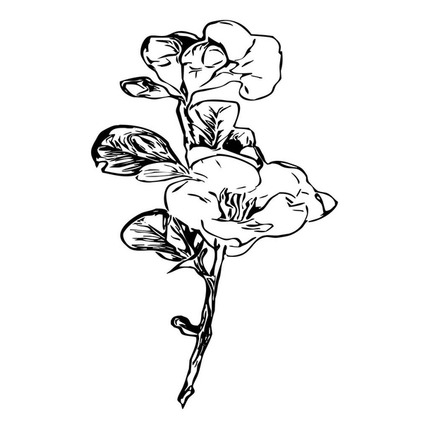 Vector illustration. Black flowers on a white background. - Vector, Image