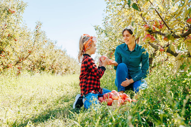 Egy kislány, aki boldogan gyűjt friss almát az anyjával a gyönyörű és virágzó családi gyümölcsöskertjükben.. - Fotó, kép