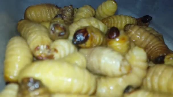 Palmiye larvalarının üst üste yığıldığını gösteren bir video. - Video, Çekim