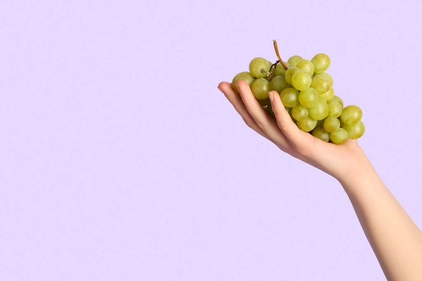 Female hand holding ripe grapes on lilac background - 写真・画像