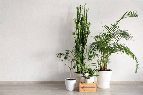 Grüne Zimmerpflanzen mit Holzkiste nahe Lichtwand im Zimmer - Foto, Bild