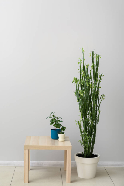 Table with green houseplants near light wall in room - Фото, зображення