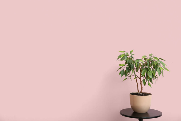 Zielony houseplant na stole w pobliżu różowej ściany - Zdjęcie, obraz