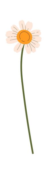 Chamomile Flower With Stem Vector Illustration - Vector, imagen