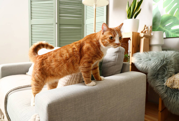 Смешно любопытный красный кот на диване дома - Фото, изображение
