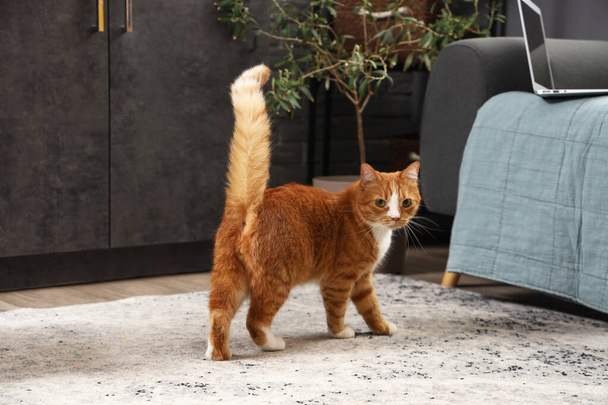 Забавный красный кот дома - Фото, изображение
