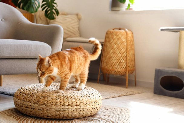 Αστεία κόκκινη γάτα σε λυγαριά pouf στο σπίτι - Φωτογραφία, εικόνα