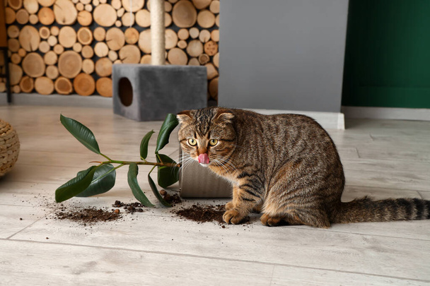 Lindo gato y dejó caer maceta con planta de interior en el suelo - Foto, Imagen