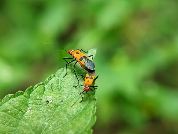 shoots or ladybugs. species of the Pyrrhocoridae family. insect on green leaf. close up, being a plant pest. insect mating. macro photography. - Photo, Image