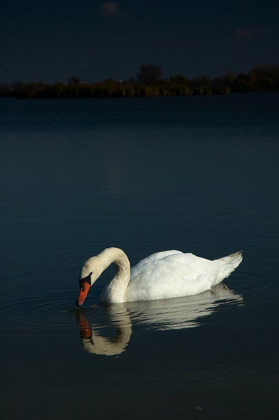 Cisne en el estanque - Foto, imagen