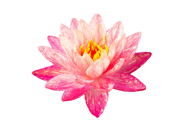 Beautiful pink water lily. Lotus flower on white background. - Photo, Image