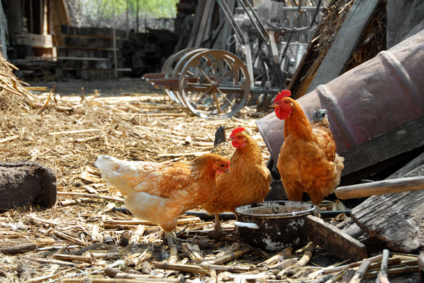 Hens in rustic farm yard - Photo, Image