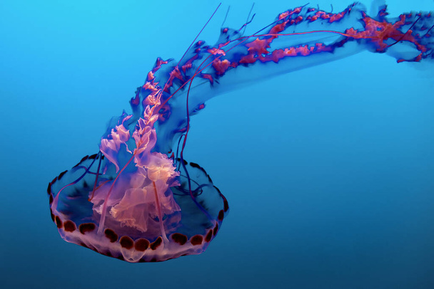Méduses dansant dans l'eau bleu foncé de l'océan. - Photo, image