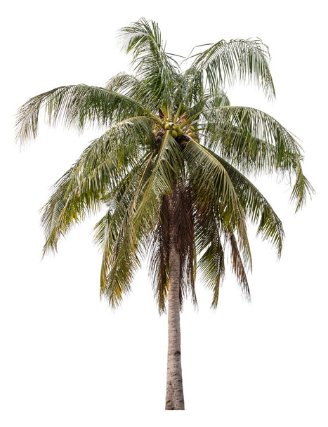 Coconut palm tree isolated on white background, clipping path - Photo, Image
