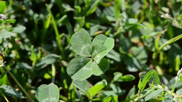 Lucky five leaf clover in wind - Footage, Video