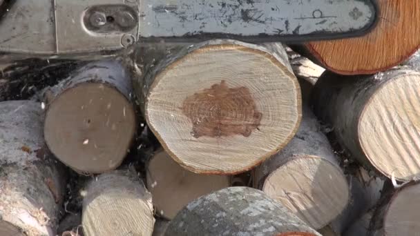 Snijden van brandhout in boerderij met chainsaw - Video