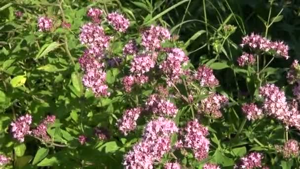 Medical herb wild marjoram oregano (Origanum vulgare) and bee - Footage, Video