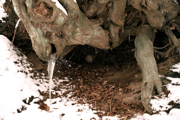Zvířecí útulek pod stromem během zimy - Fotografie, Obrázek