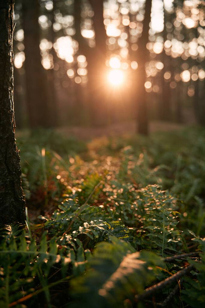 Zonnig weer in het bos. Macro shot van donkergroene varen bladeren tegen zonnestralen - Foto, afbeelding