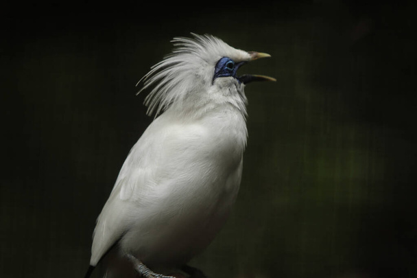scenic view of beautiful bird at nature - Photo, image