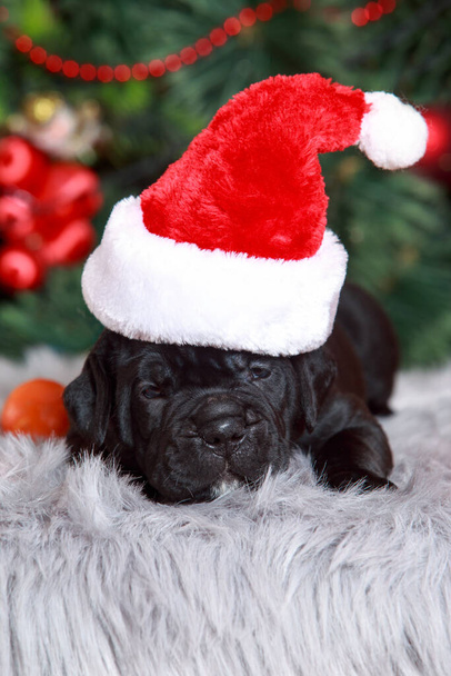 italian puppy cane corso on the background of a decorated pine tree in red cap - Foto, Imagem