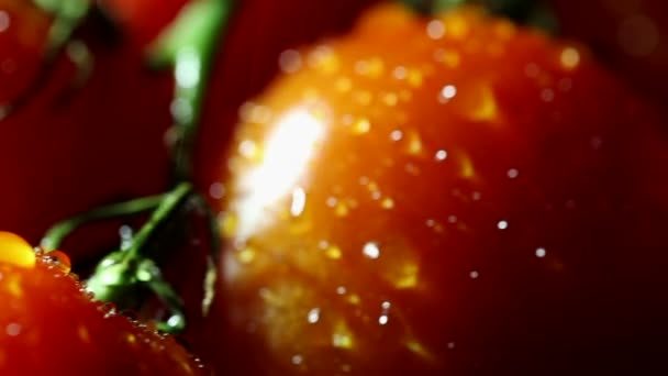 Su damlaları ile domates. Kaymak makro çekim - Video, Çekim