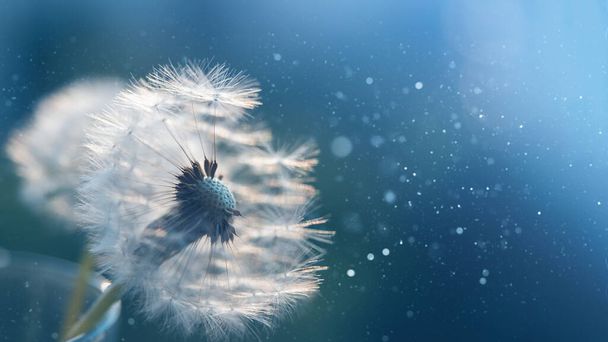 Macro dandelion at blue background. Freedom to Wish. Seed macro closeup. Goodbye Summer. Hope and dreaming concept. Fragility. Springtime. soft focus. Macro nature. - Foto, Bild