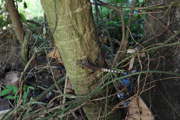 Vista de alto ângulo de um jardim lagarto vista dorsal na época de reprodução sentado em um caule de mamão, vista, incluindo testa e superior escamas de pele vista de superfície - Foto, Imagem