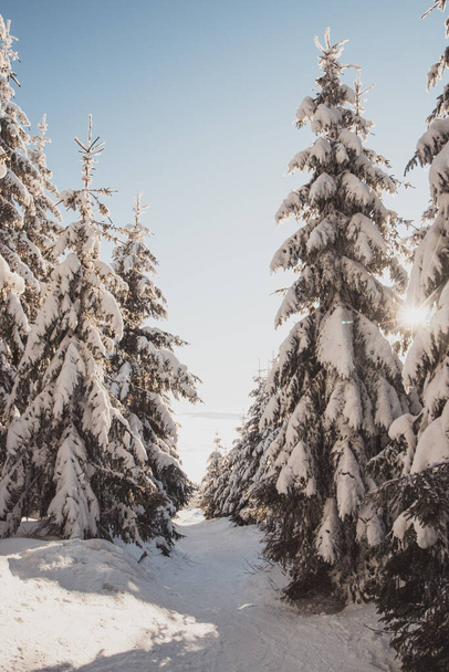 Spacer po rezerwacie przyrody w sezonie zimowym o wschodzie słońca w Beskidach, Republika Czeska. Zapierający dech w piersiach widok złotych promieni słońca oświetlających chodnik. - Zdjęcie, obraz