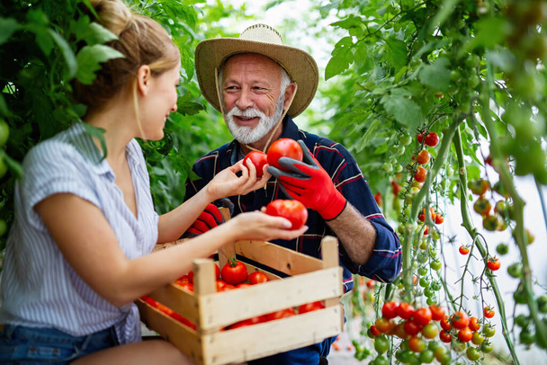Senior grandfather growing organic vegetables with family at bio farm. People healthy food concept - Фото, изображение
