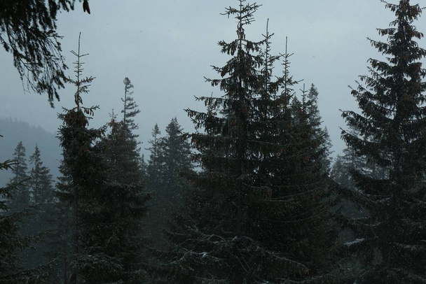 Beautiful tall green coniferous trees in forest on winter day - Foto, afbeelding