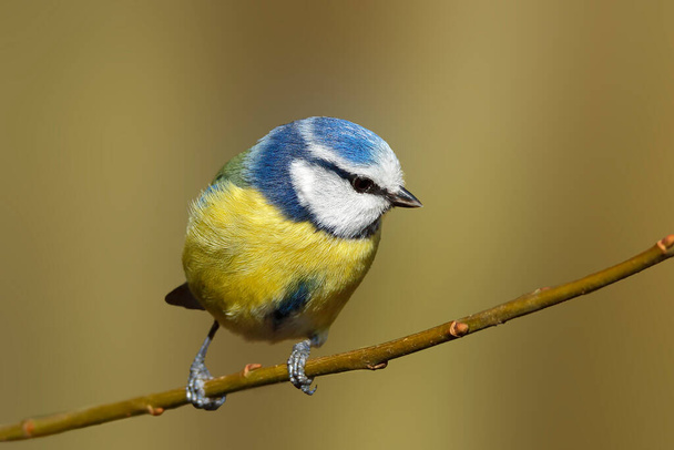 Blue Tit perched on branch against a soft background. Taken at RSPB Middleton Lakes - Fotografie, Obrázek