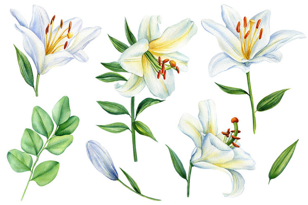 White lilies flowers on isolated background, watercolor white lily, flora for design. Beautiful flower illustration. High quality illustration - Foto, Imagem