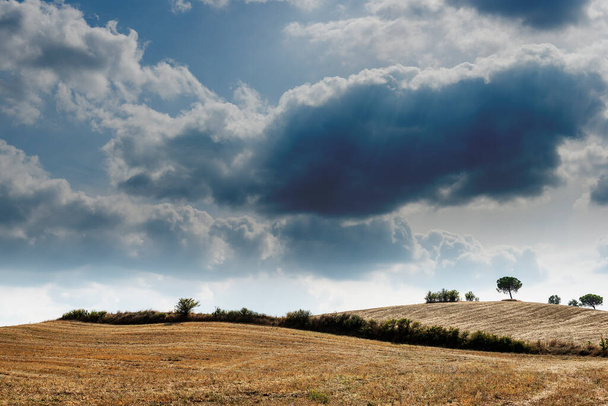 Toskańskie krajobrazy sieneńskich wzgórz Pola pszenicy po zbiorach - Zdjęcie, obraz