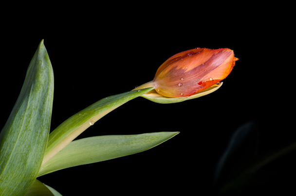 orange tulip - Foto, Bild