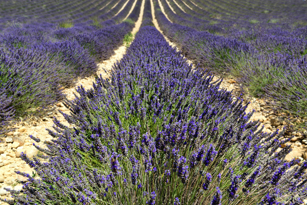Lavender field - Foto, afbeelding