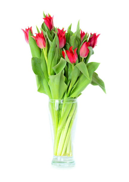 Bouquet of red tulips in a clear vase. Isolated on white background - Valokuva, kuva