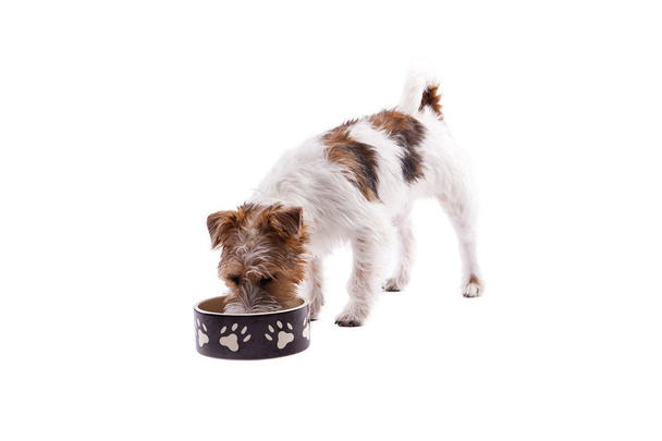 dog bowl hungry meal eating - Foto, imagen