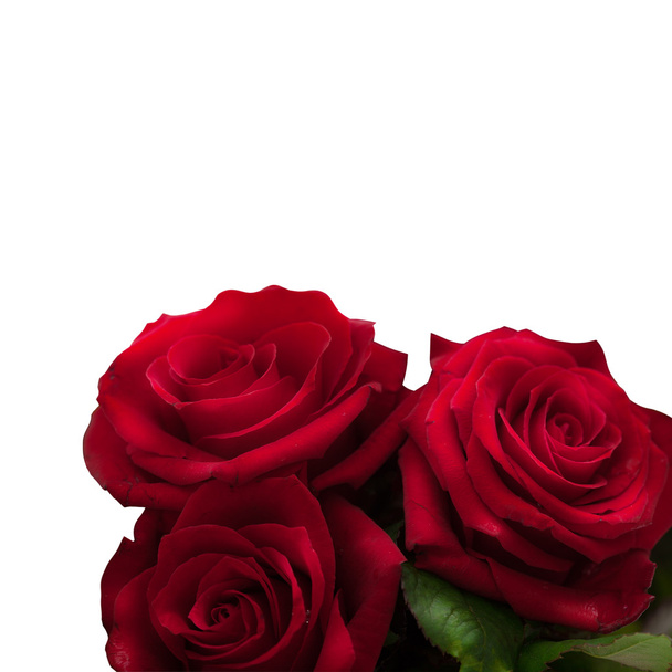 Red roses isolated square - Foto, Imagen