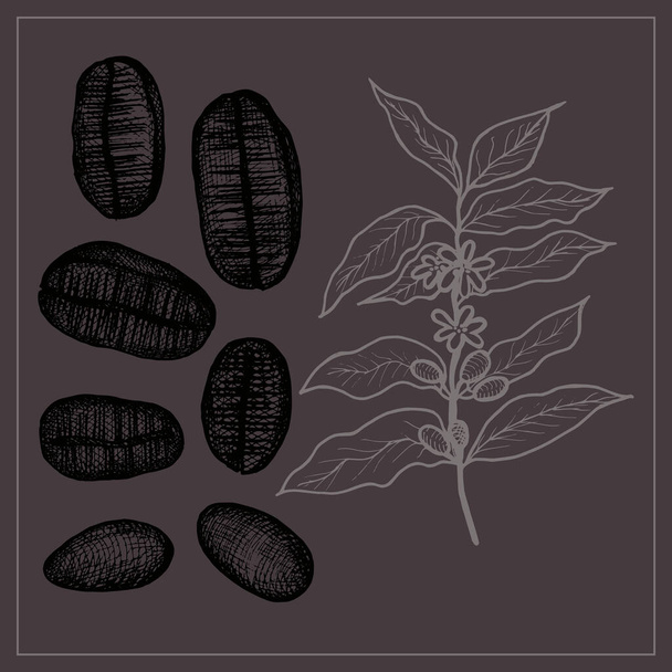  Ilustración de granos de café y planta cffee. Ilustración de granos de café maduros dibujados a mano.Color café. - Vector, Imagen