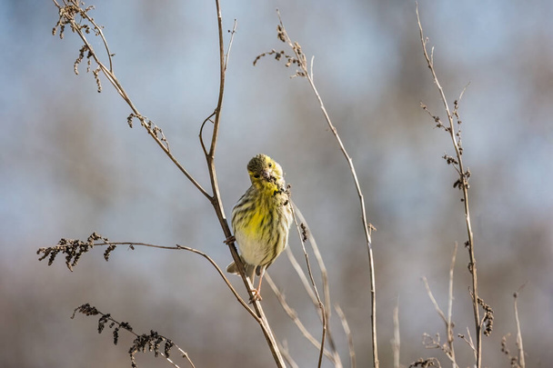 Serin europeu ou Serinus serinus pequeno pássaro amarelo sentado no ramo comendo botões fundo macio. - Foto, Imagem