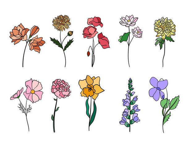 Reális színes virágdíszlet. Tökéletes illusztrációkhoz és botanikai oktatáshoz. - Vektor, kép