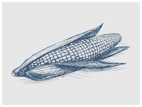 Ear of corn sketch obsolete blue style vector illustration. Old hand drawn azure engraving imitation. - Wektor, obraz