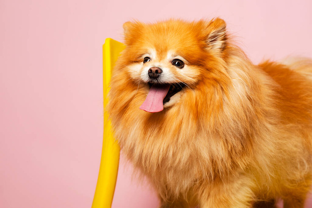Un chien mignon heureux - Pomeranian Spitz tenant sa langue, restant sur une chaise jaune. Isolé sur rose pastel. - Photo, image