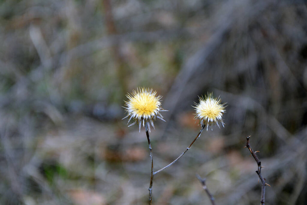 Closeup of the yellow flowers of the invasive plant carline thistle (Carlina vulgaris) in early spring. Horizontal image with selective focus, blurred background and copy space - Photo, Image